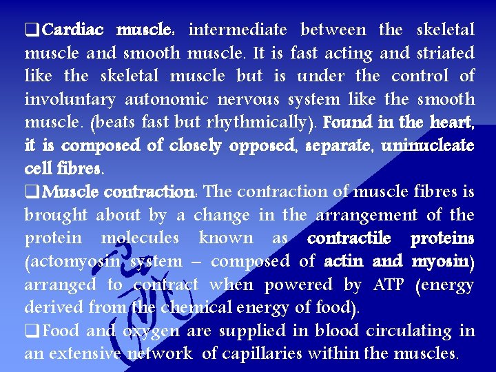 q. Cardiac muscle: intermediate between the skeletal muscle and smooth muscle. It is fast