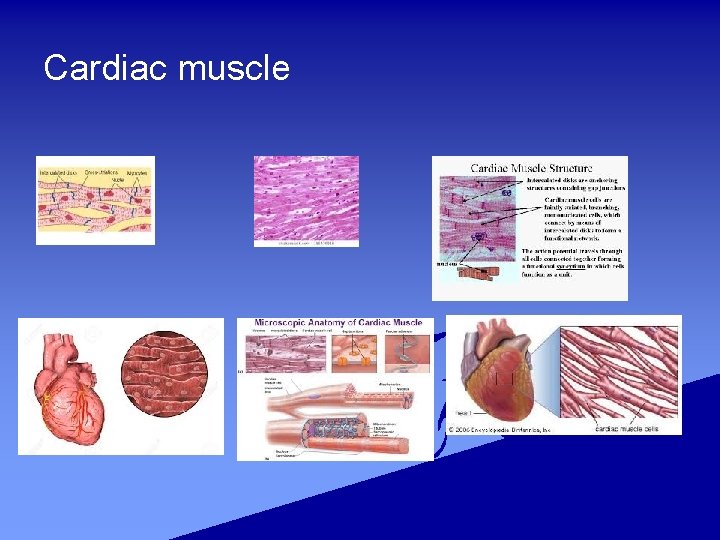 Cardiac muscle 