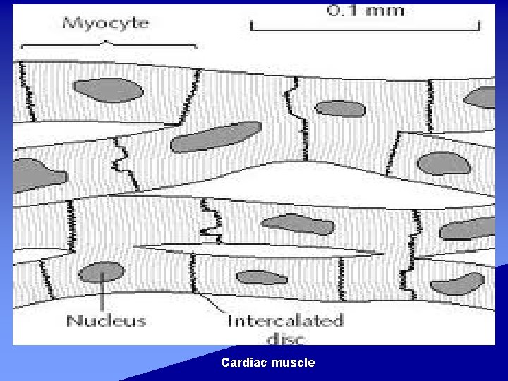 Cardiac muscle 