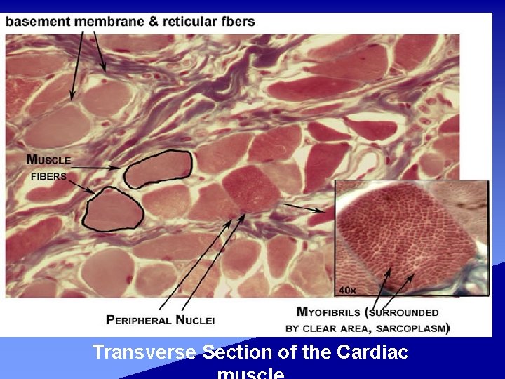 Transverse Section of the Cardiac 