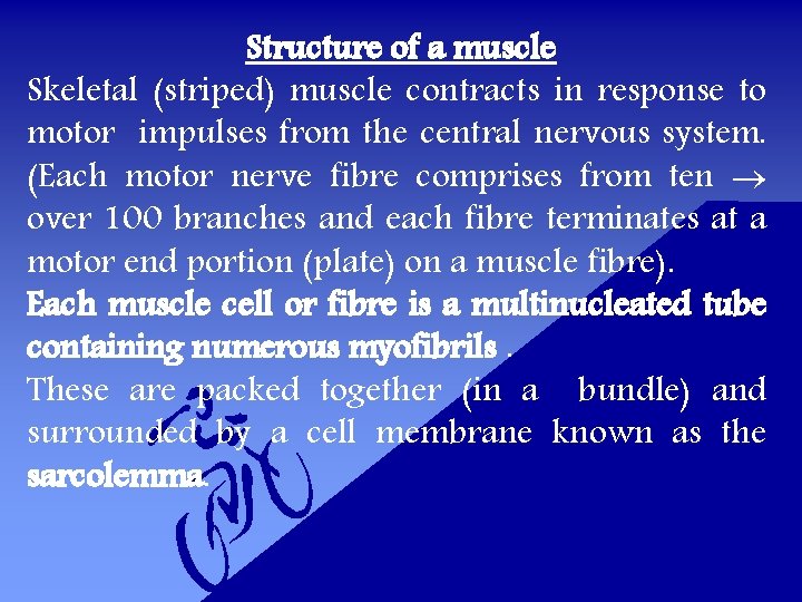 Structure of a muscle Skeletal (striped) muscle contracts in response to motor impulses from