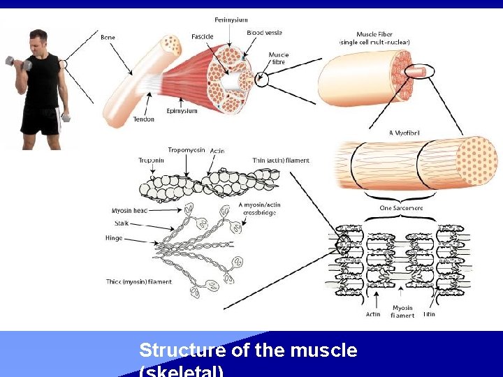 Structure of the muscle 