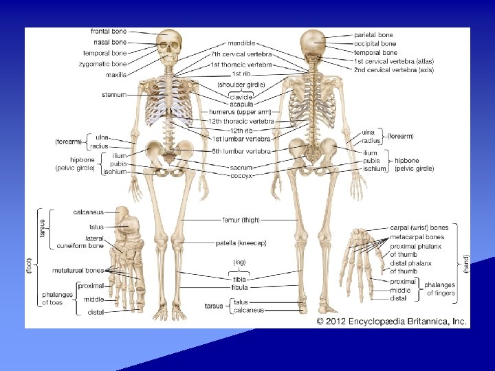 describe three unique features of the mammalian skeletal system