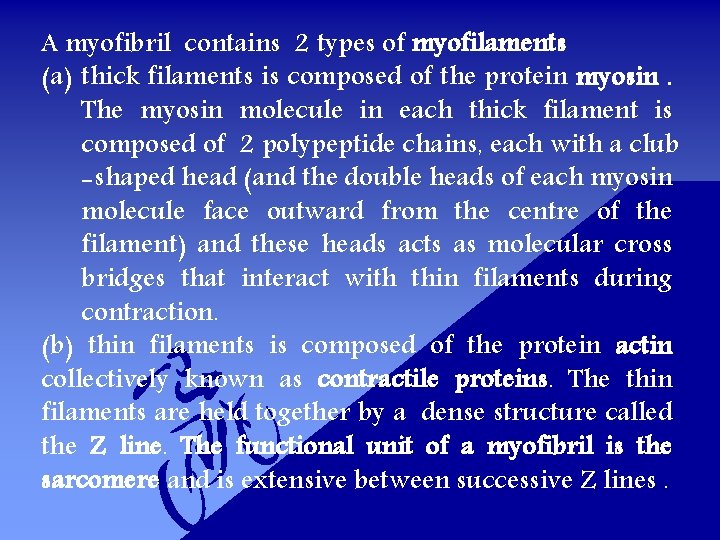 A myofibril contains 2 types of myofilaments (a) thick filaments is composed of the