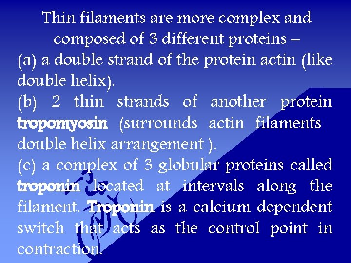 Thin filaments are more complex and composed of 3 different proteins – (a) a