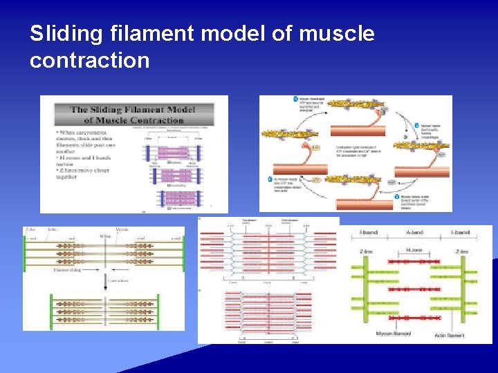 Sliding filament model of muscle contraction 