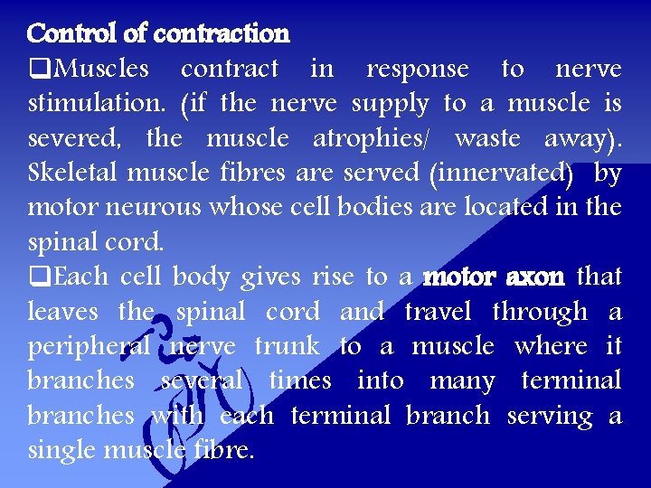 Control of contraction q. Muscles contract in response to nerve stimulation. (if the nerve