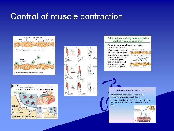 Control of muscle contraction 