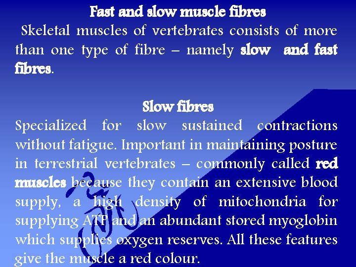 Fast and slow muscle fibres Skeletal muscles of vertebrates consists of more than one