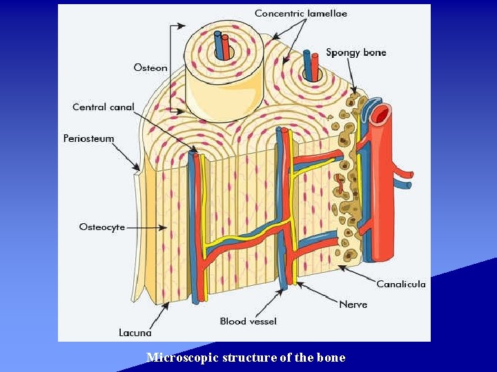 Microscopic structure of the bone 