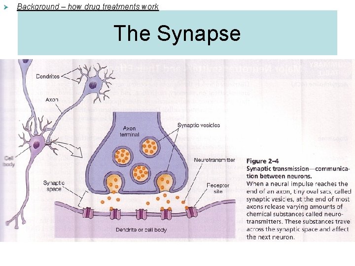 Ø Background – how drug treatments work The Synapse Ø Background – how drug treatments work The Synapse