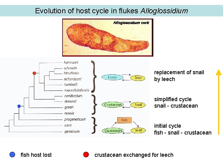 Evolution of host cycle in flukes Alloglossidium replacement of snail by leech simplified cycle
