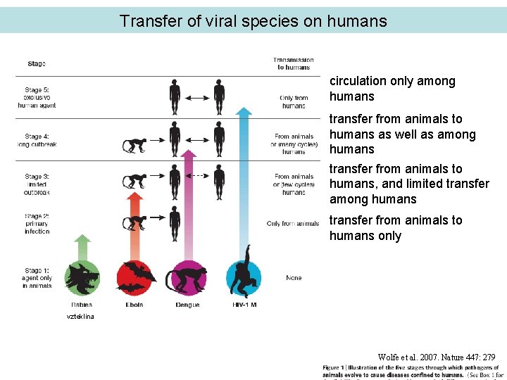 Transfer of viral species on humans circulation only among humans transfer from animals to