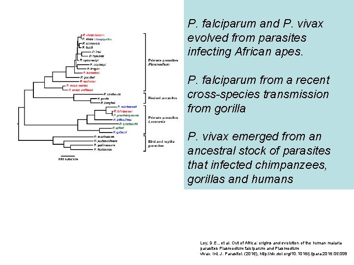 P. falciparum and P. vivax evolved from parasites infecting African apes. P. falciparum from