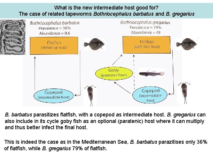 What is the new intermediate host good for? The case of related tapeworms Bothriocephalus