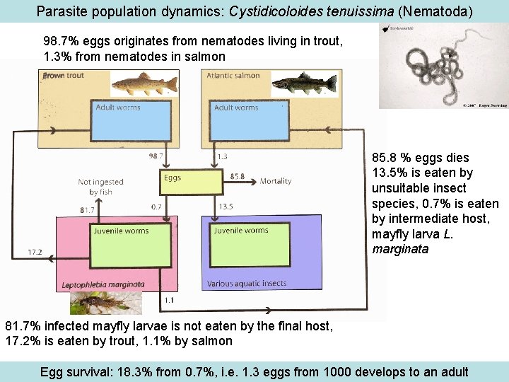 Parasite population dynamics: Cystidicoloides tenuissima (Nematoda) 98. 7% eggs originates from nematodes living in