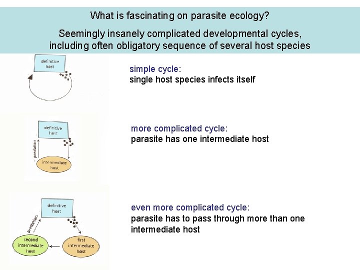 What is fascinating on parasite ecology? Seemingly insanely complicated developmental cycles, including often obligatory