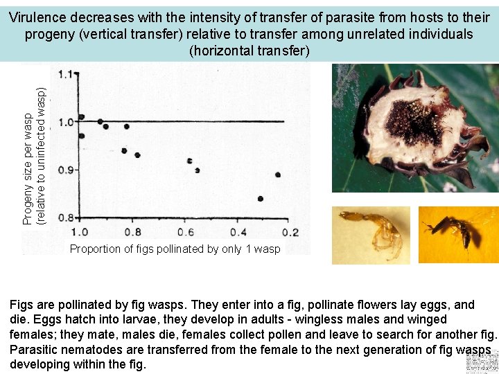 Progeny size per wasp (relative to uninfected wasp) Virulence decreases with the intensity of