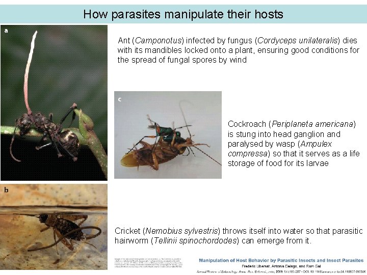 How parasites manipulate their hosts Ant (Camponotus) infected by fungus (Cordyceps unilateralis) dies with