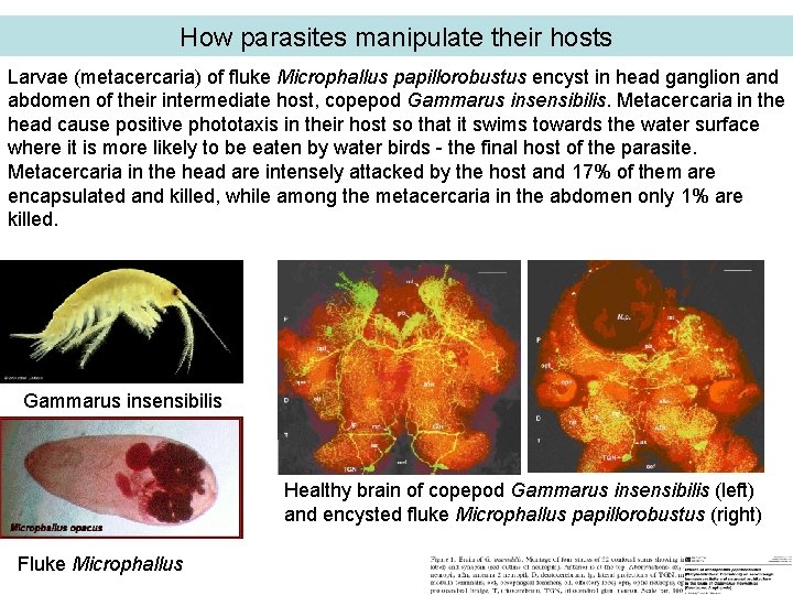 How parasites manipulate their hosts Larvae (metacercaria) of fluke Microphallus papillorobustus encyst in head