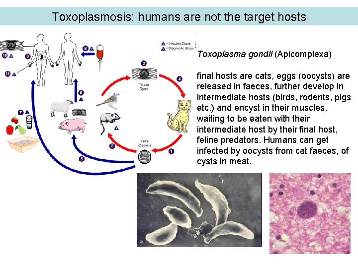 Toxoplasmosis: humans are not the target hosts Toxoplasma gondii (Apicomplexa) final hosts are cats,