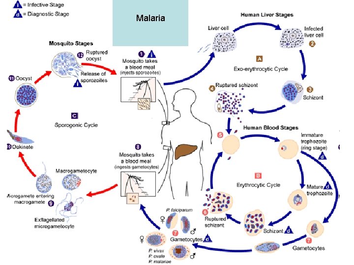 Malaria 