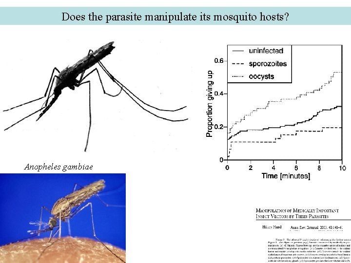 Does the parasite manipulate its mosquito hosts? Anopheles gambiae 