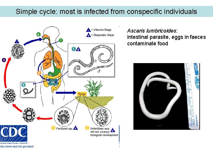 Simple cycle: most is infected from conspecific individuals Ascaris lumbricoides: intestinal parasite, eggs in