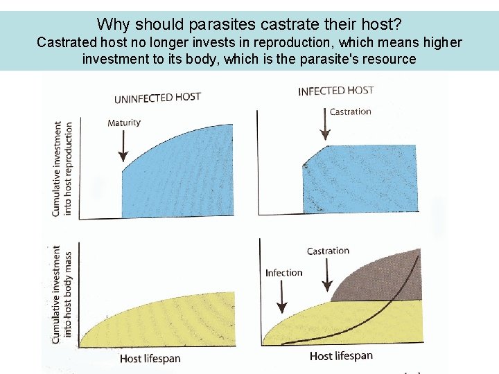 Why should parasites castrate their host? Castrated host no longer invests in reproduction, which