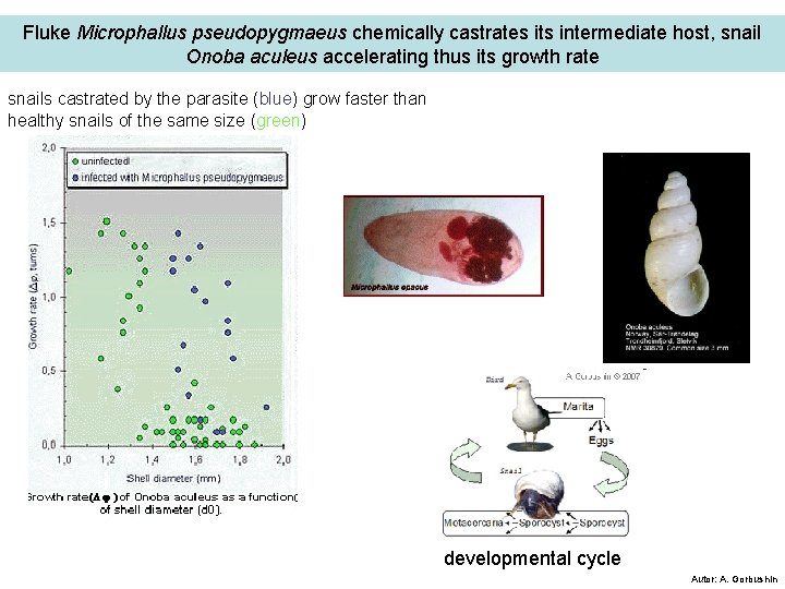 Fluke Microphallus pseudopygmaeus chemically castrates its intermediate host, snail Onoba aculeus accelerating thus its