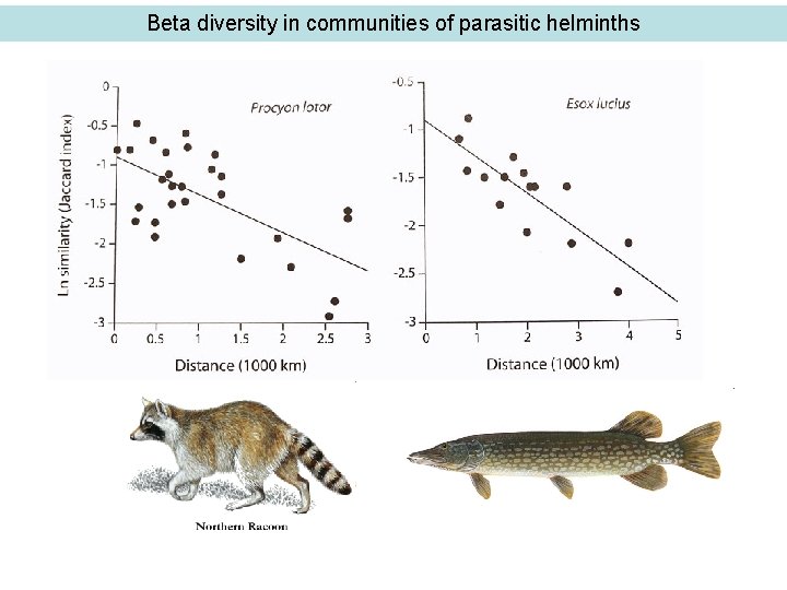 Beta diversity in communities of parasitic helminths 