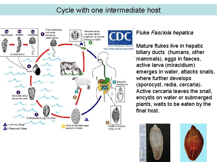 Cycle with one intermediate host Fluke Fasciola hepatica Mature flukes live in hepatic biliary