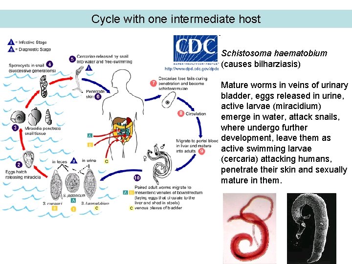 Cycle with one intermediate host Schistosoma haematobium (causes bilharziasis) Mature worms in veins of
