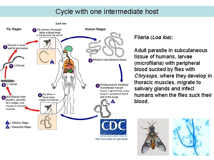 Cycle with one intermediate host Filaria (Loa loa): Adult parasite in subcutaneous tissue of