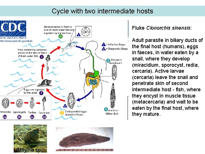 Cycle with two intermediate hosts Fluke Clonorchis sinensis: Adult parasite in biliary ducts of