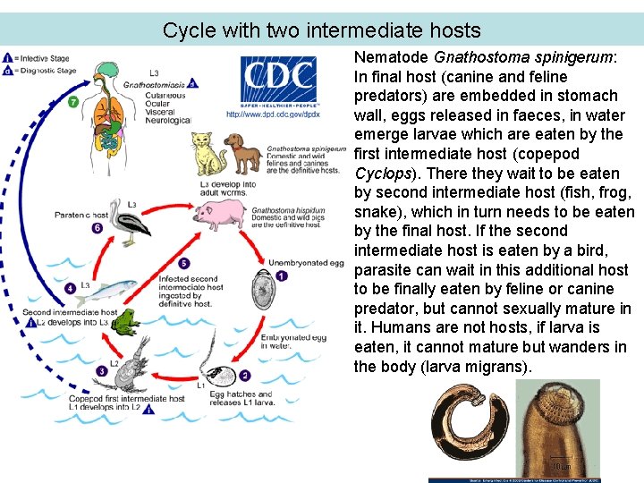 Cycle with two intermediate hosts Nematode Gnathostoma spinigerum: In final host (canine and feline