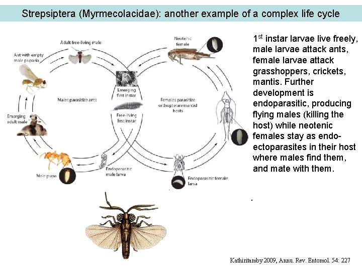 Strepsiptera (Myrmecolacidae): another example of a complex life cycle 1 st instar larvae live