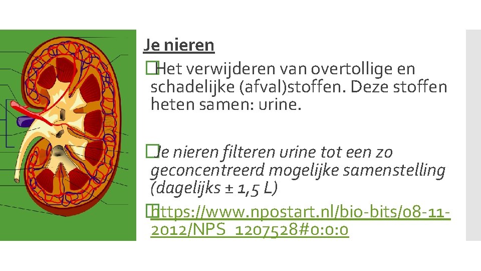 Je nieren �Het verwijderen van overtollige en schadelijke (afval)stoffen. Deze stoffen heten samen: urine.