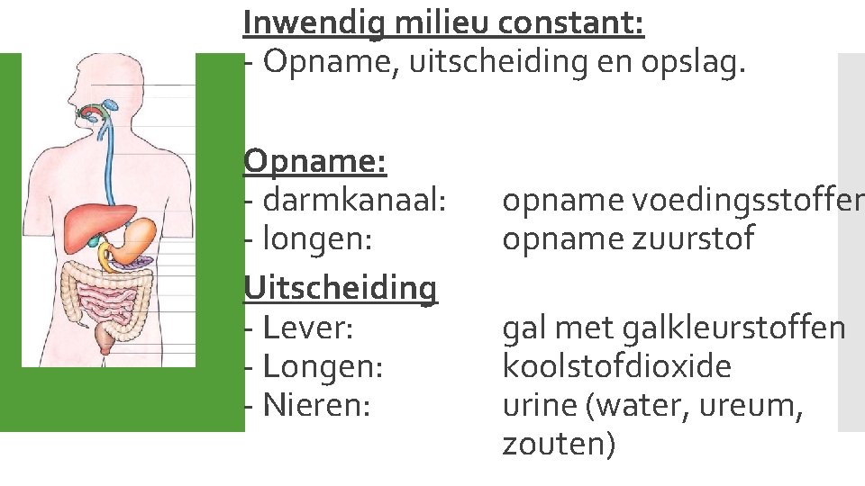 Inwendig milieu constant: - Opname, uitscheiding en opslag. Opname: - darmkanaal: - longen: Uitscheiding