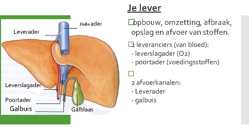 Je lever Holle ader Leverader �opbouw, omzetting, afbraak, opslag en afvoer van stoffen. �