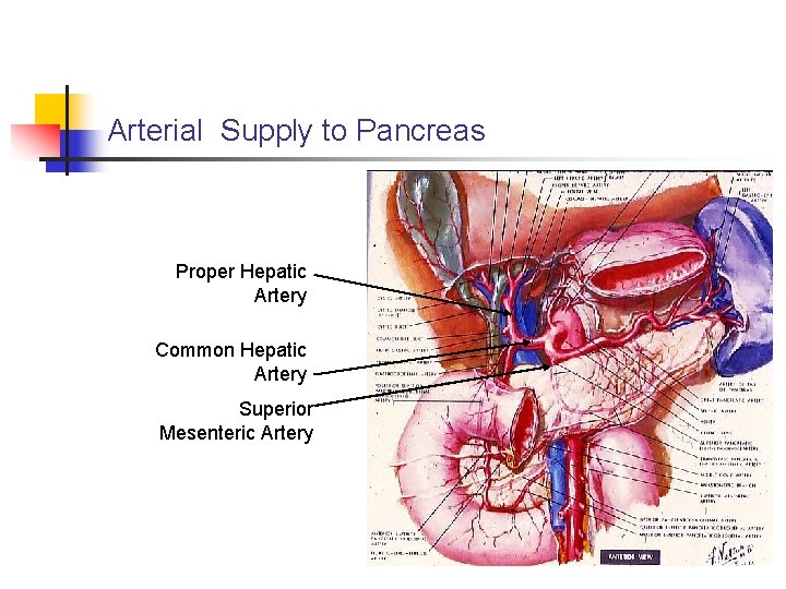 Arterial Supply to Pancreas Proper Hepatic Artery Common Hepatic Artery Superior Mesenteric Artery 