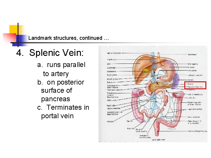 Landmark structures, continued … 4. Splenic Vein: a. runs parallel to artery b. on