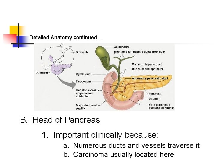 Detailed Anatomy continued … B. Head of Pancreas 1. Important clinically because: a. Numerous