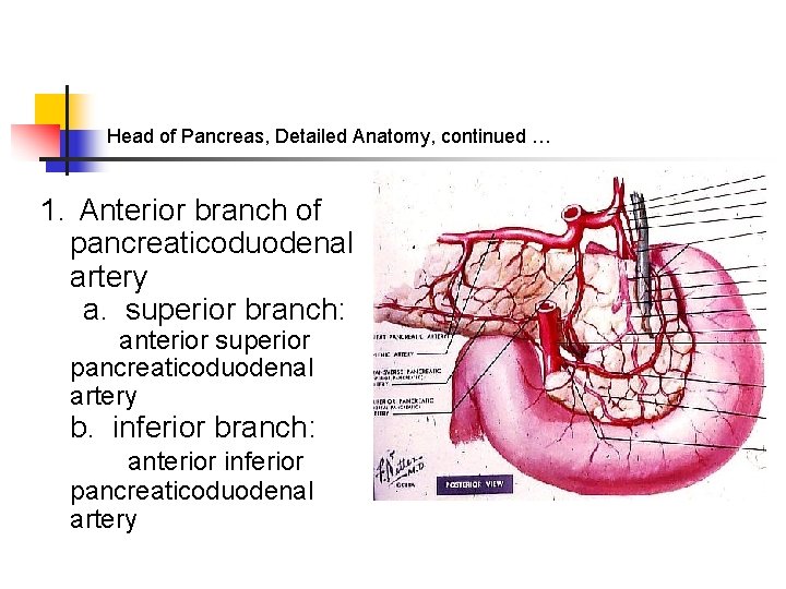Head of Pancreas, Detailed Anatomy, continued … 1. Anterior branch of pancreaticoduodenal artery a.