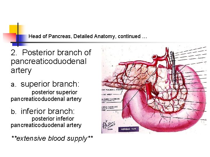 Head of Pancreas, Detailed Anatomy, continued … 2. Posterior branch of pancreaticoduodenal artery a.
