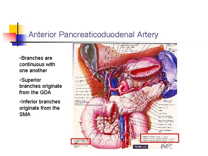 Anterior Pancreaticoduodenal Artery • Branches are continuous with one another • Superior branches originate