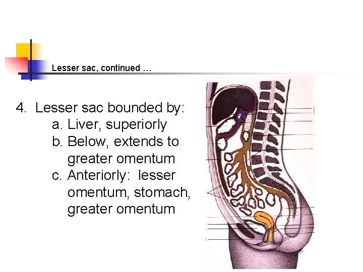 Lesser sac, continued … 4. Lesser sac bounded by: a. Liver, superiorly b. Below,