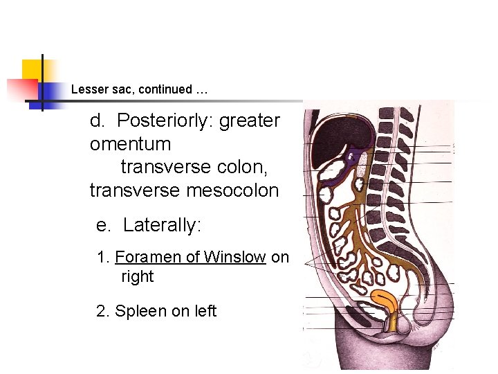 Lesser sac, continued … d. Posteriorly: greater omentum transverse colon, transverse mesocolon e. Laterally: