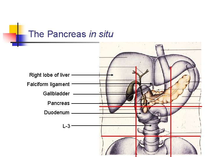 The Pancreas in situ Right lobe of liver Falciform ligament Gallbladder Pancreas Duodenum L-3