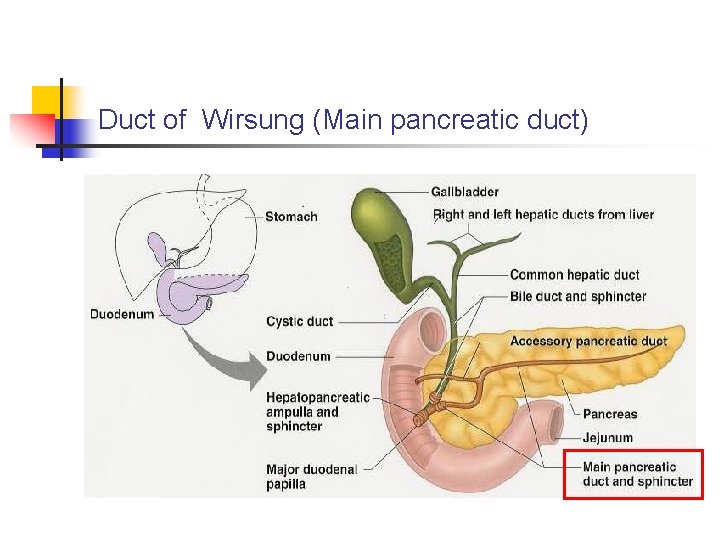 Duct of Wirsung (Main pancreatic duct) 